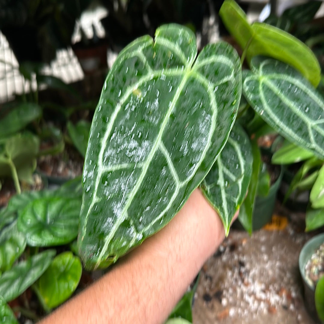 Anthurium SKG Red X Ace Velvet