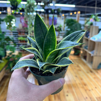 Sansevieria Emerald Star