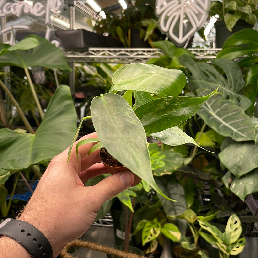 Philodendron Joepii