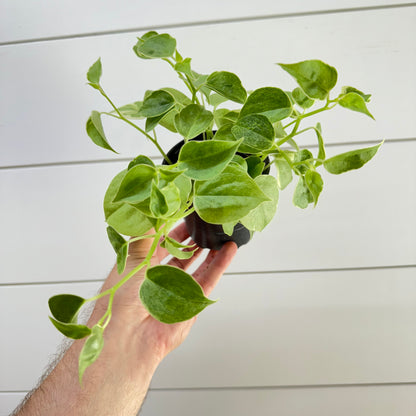 Peperomia Cupid