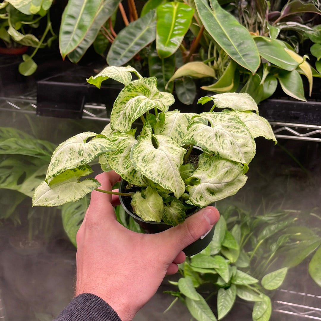 Syngonium White Butterfly