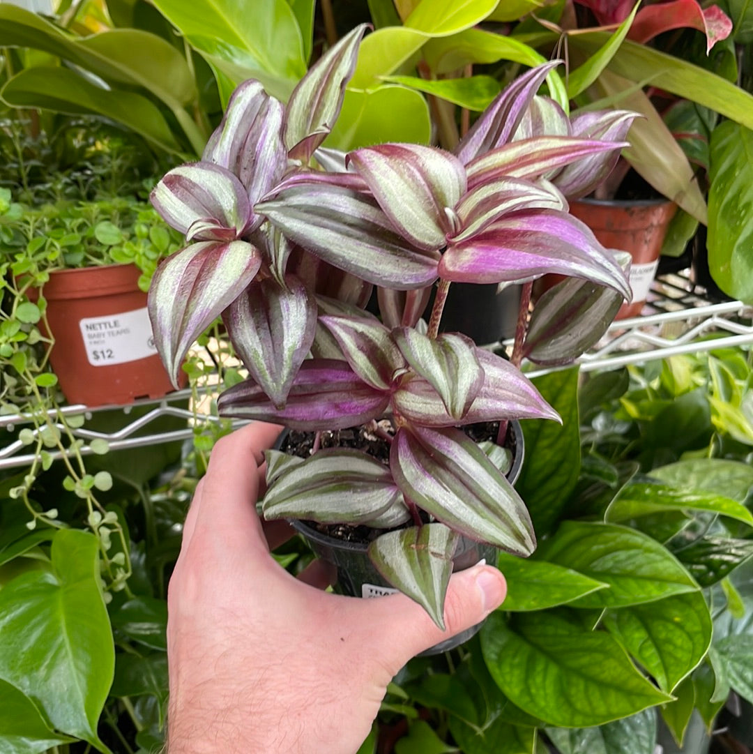 Tradescantia Zebrina