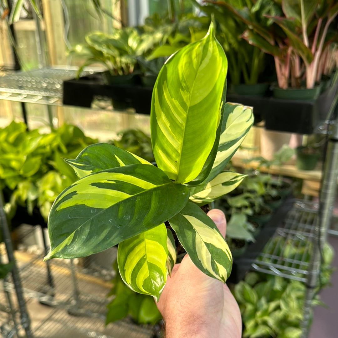 Calathea Pilosa