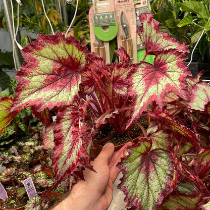 Begonia Ring of Fire