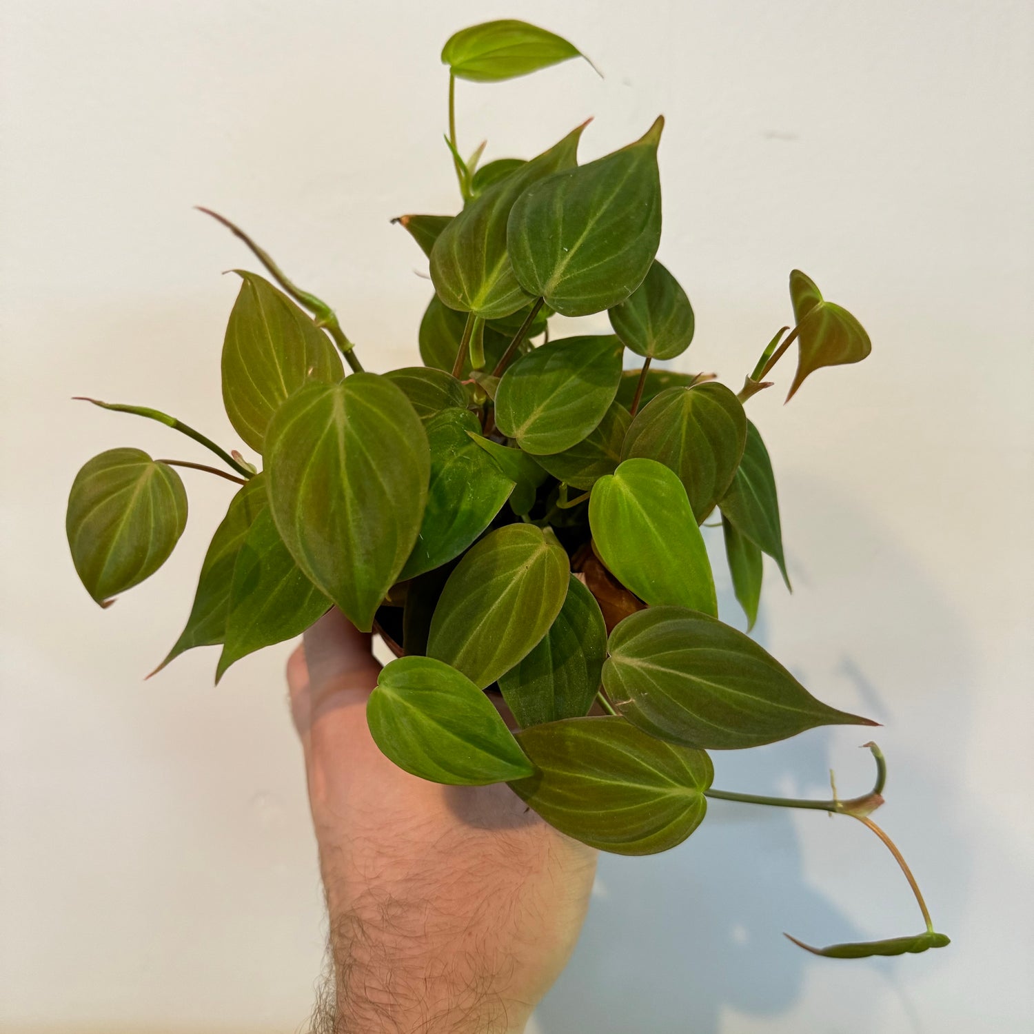 Philodendron Micans