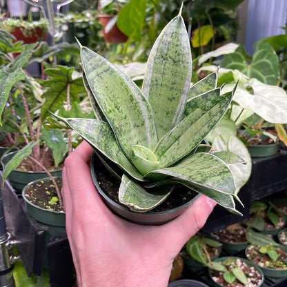 Sansevieria Night Owl Silver