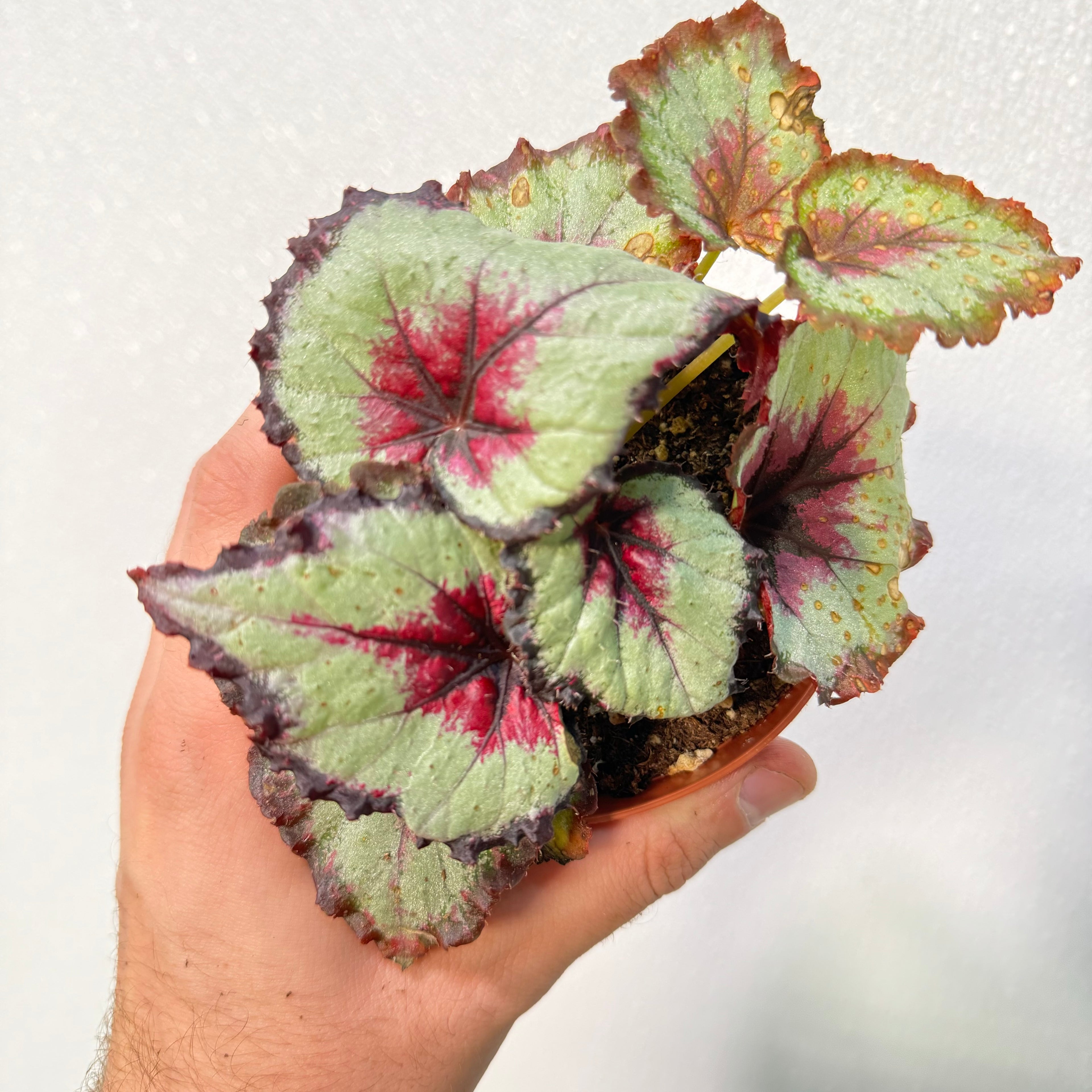 Begonia Harmony&