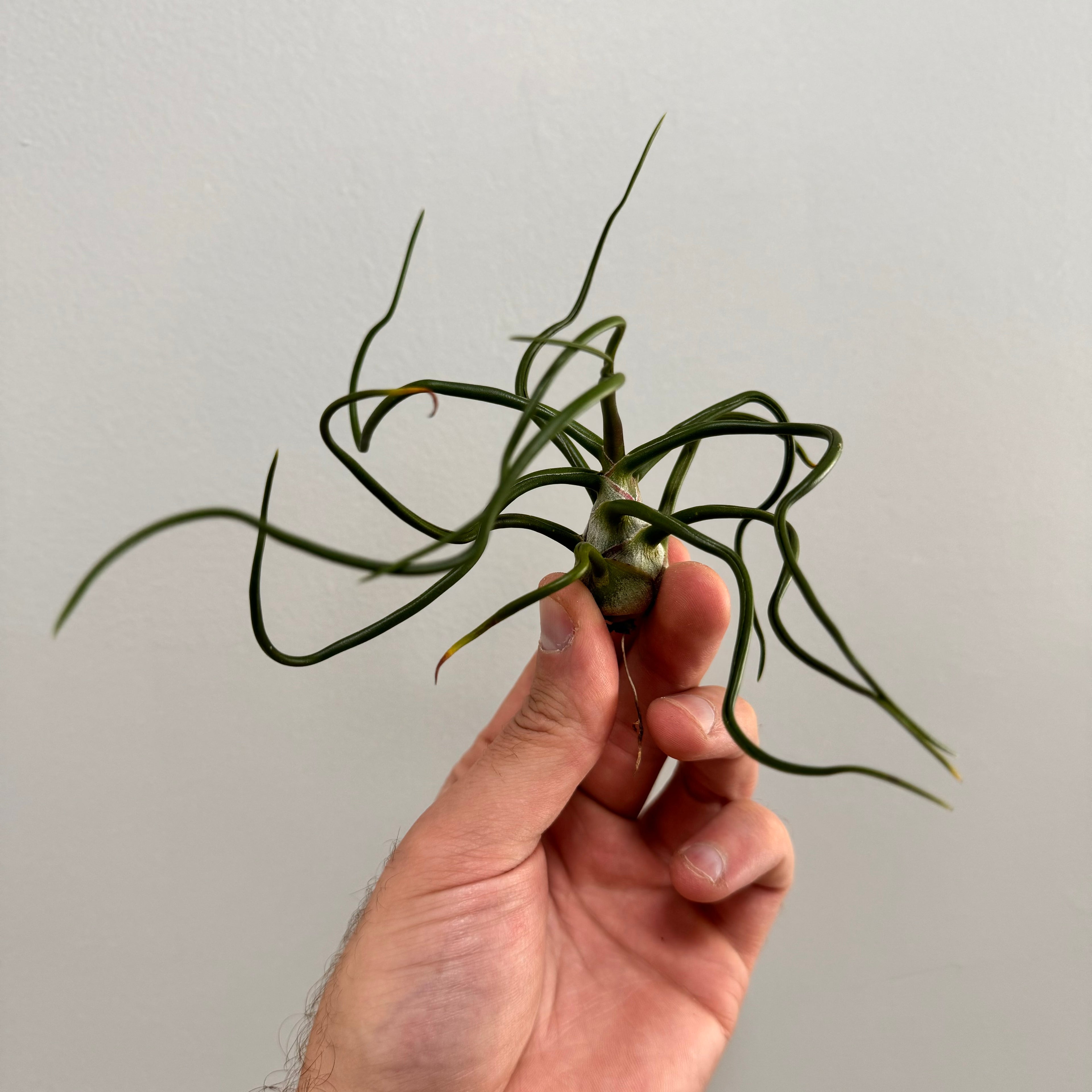 Bulbosa Belieze Air Plant