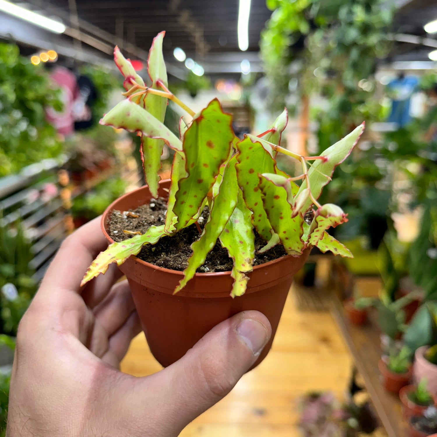 Begonia Amphioxus