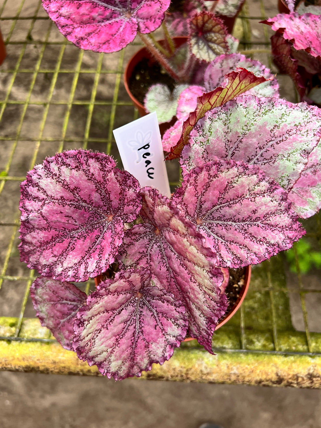 Begonia Peace