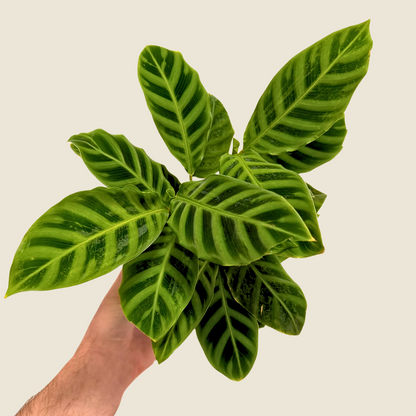 Calathea Zebrina