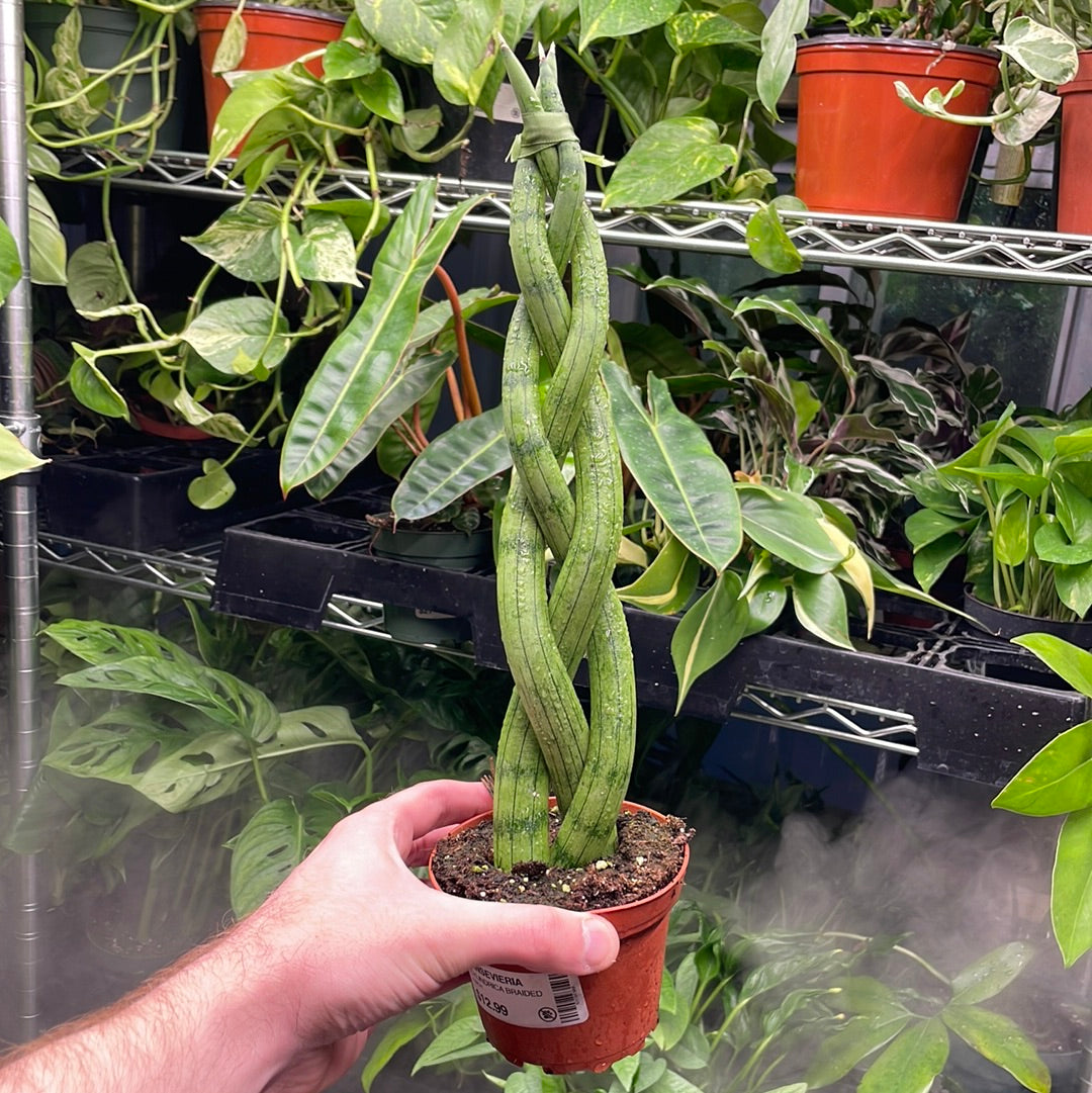 Sansevieria Cylindrica Braided