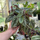 Begonia Cissus Discolor