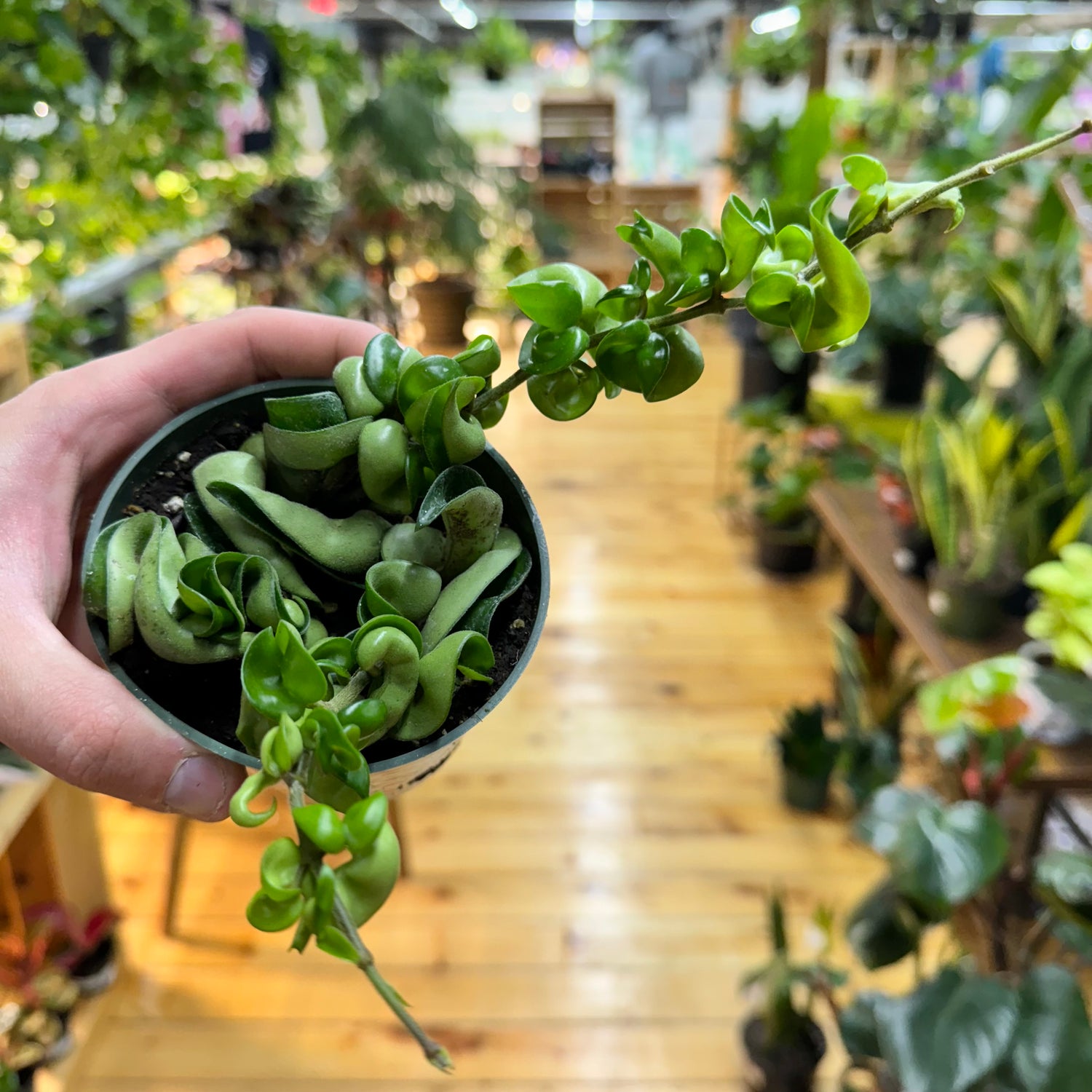 Hoya Rope