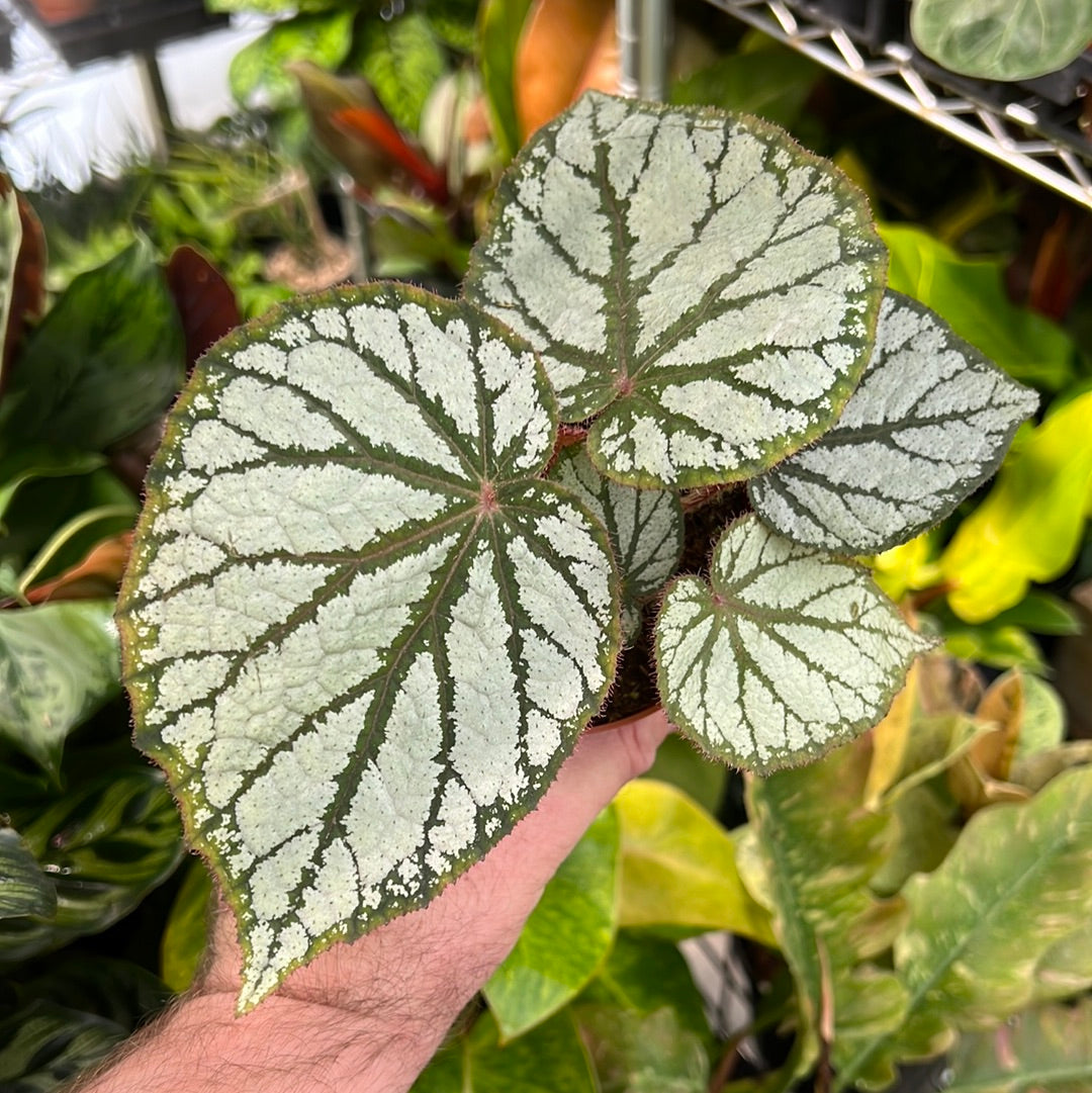 Begonia U400