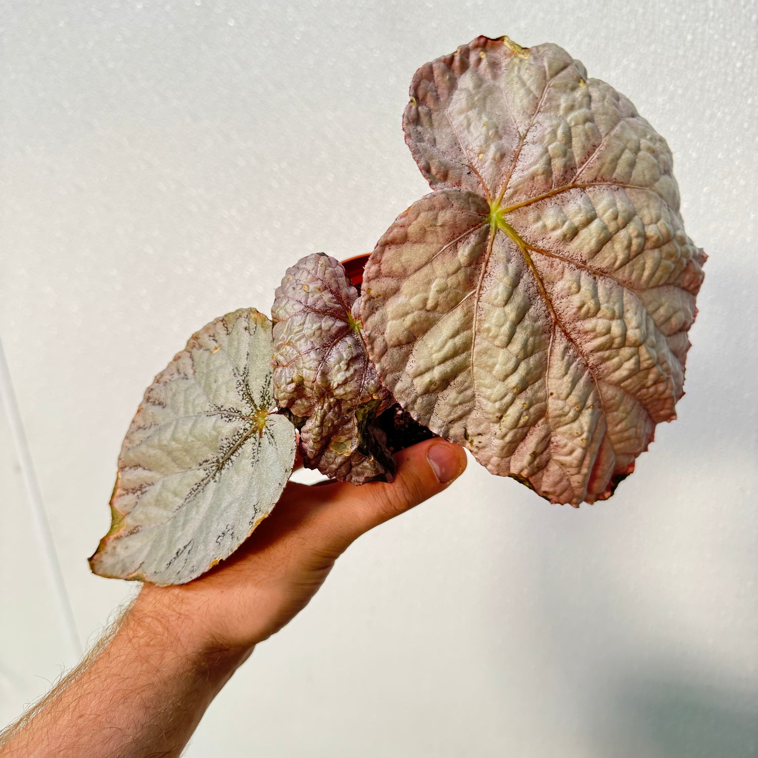 Begonia Harmony’s Silver Dollar