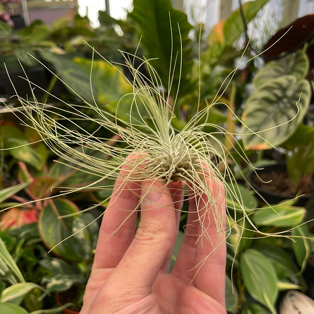 Fuchsii Air Plant