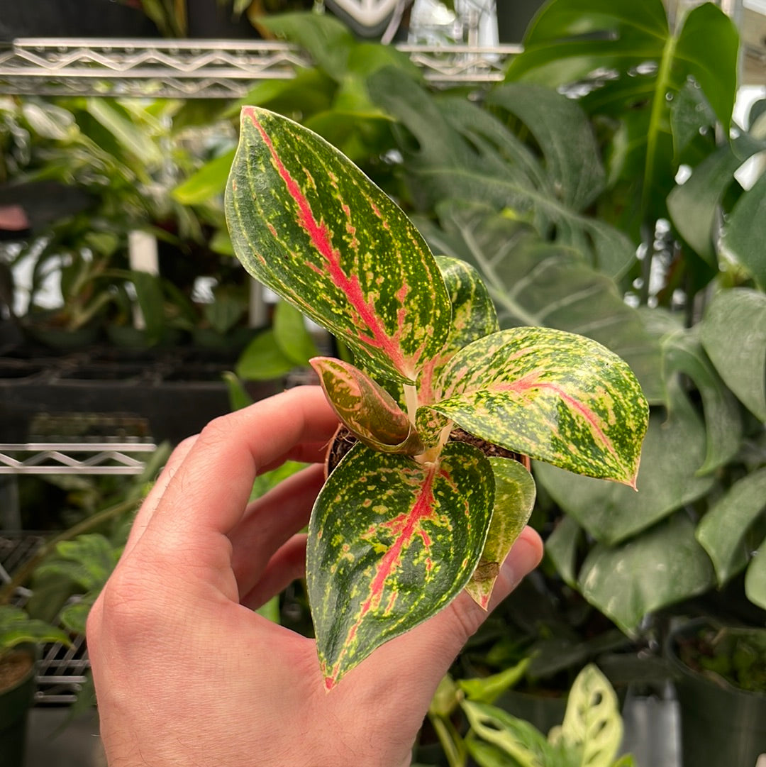 Aglaonema Night Sparkle