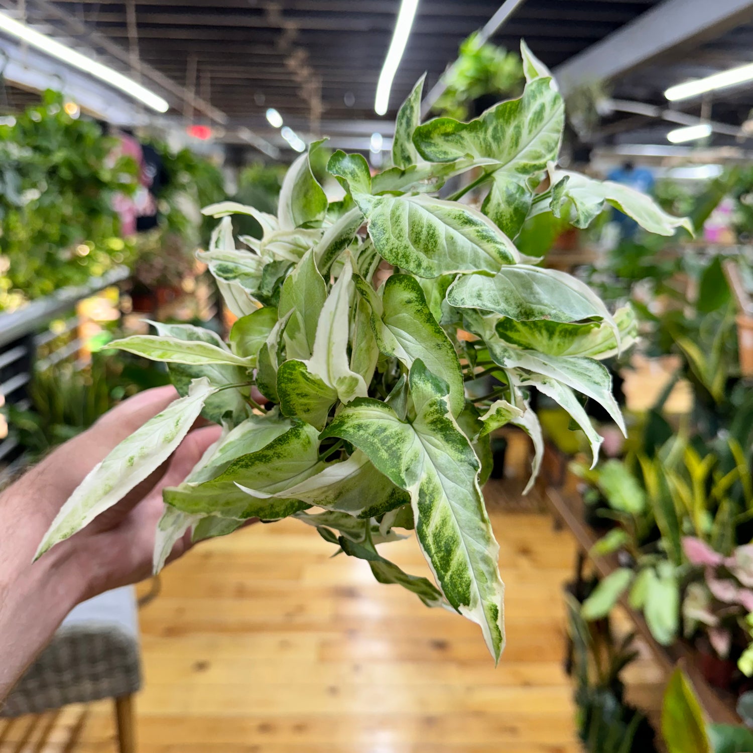 Syngonium Starlite