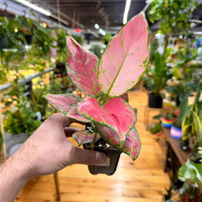 Aglaonema Richard