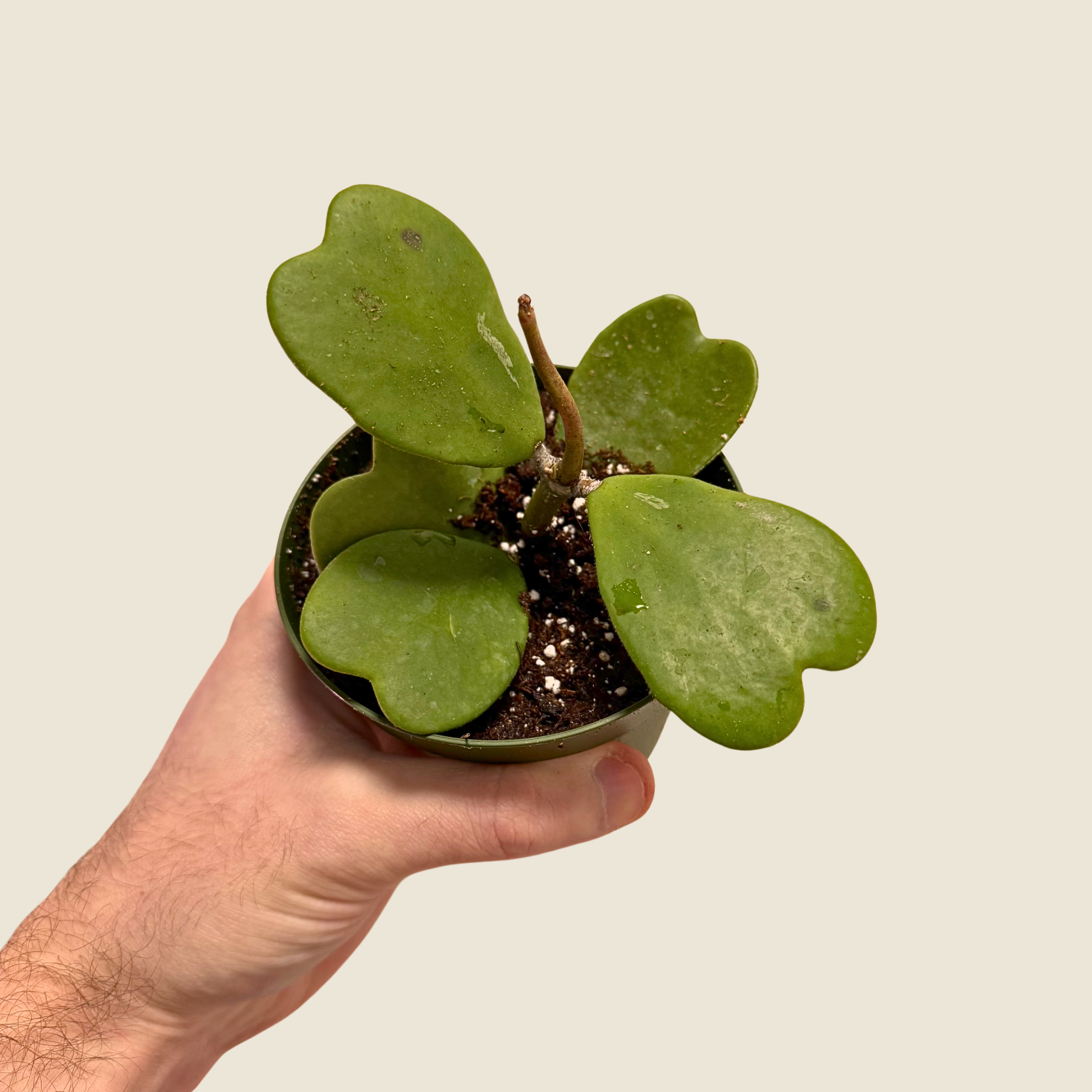 Hoya Kerrii Green