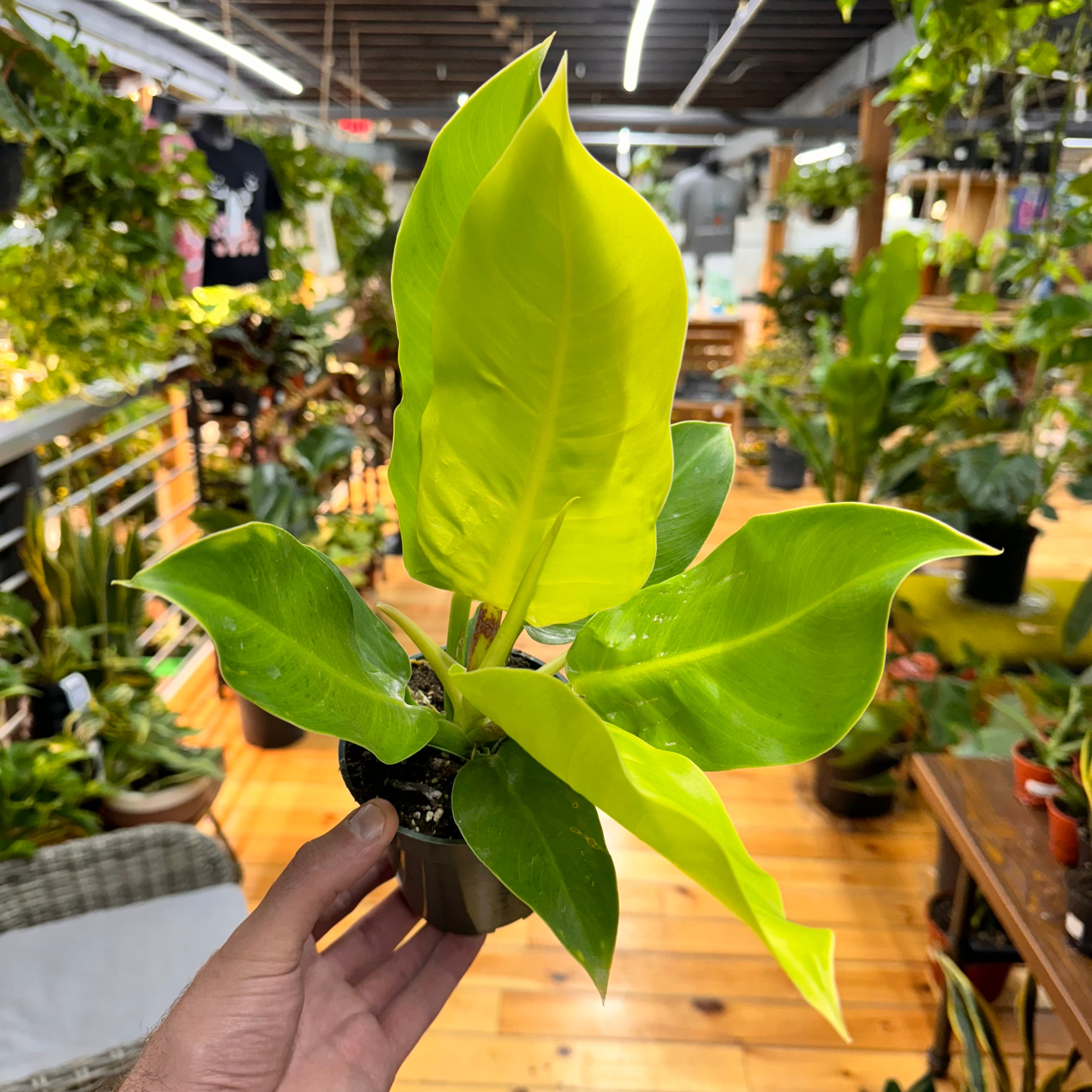 Philodendron Moonlight