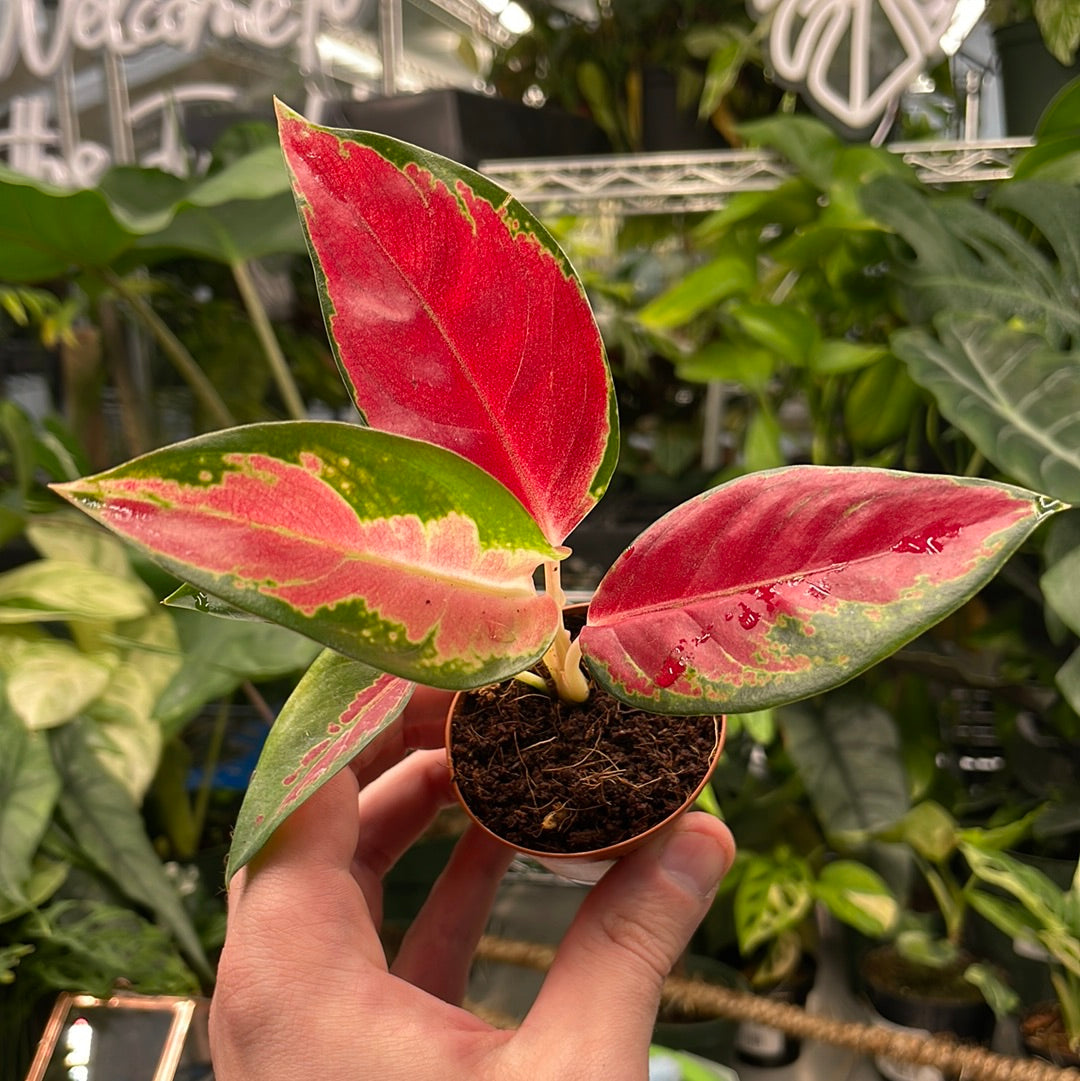 Aglaonema Red King - Beautiful Plants - Plant Daddies of Atlanta