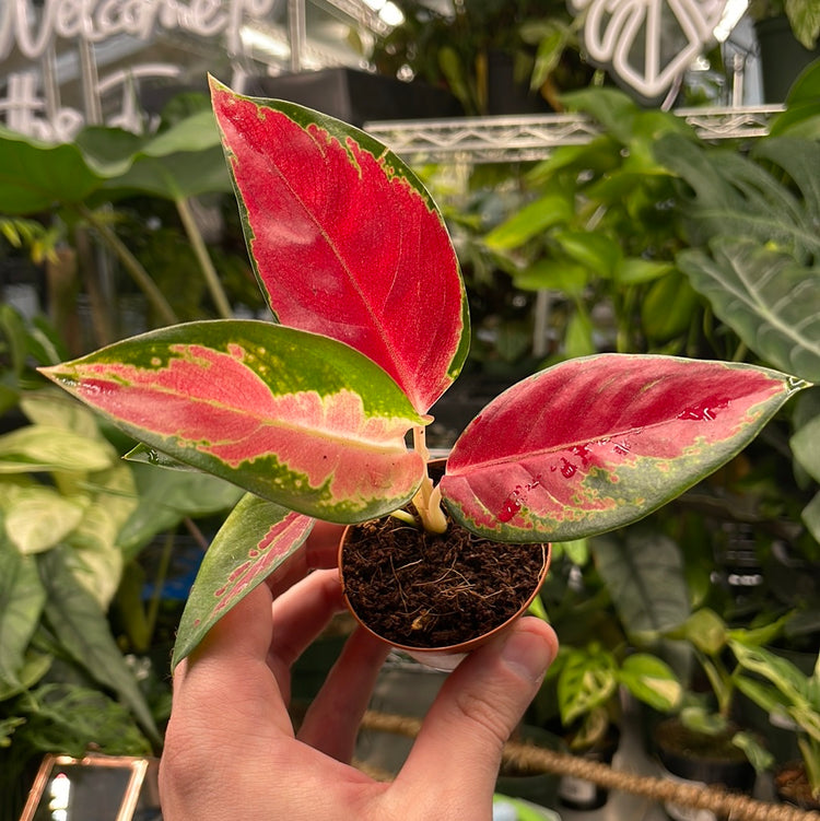 Aglaonema Red King - Beautiful Plants - Plant Daddies of Atlanta