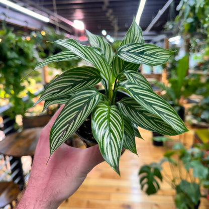 Calathea Vitatta