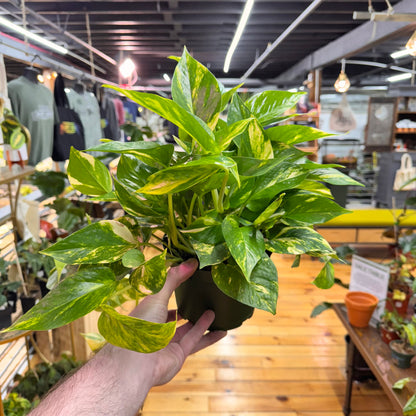 Pothos Golden