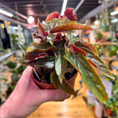 Begonia Ginny