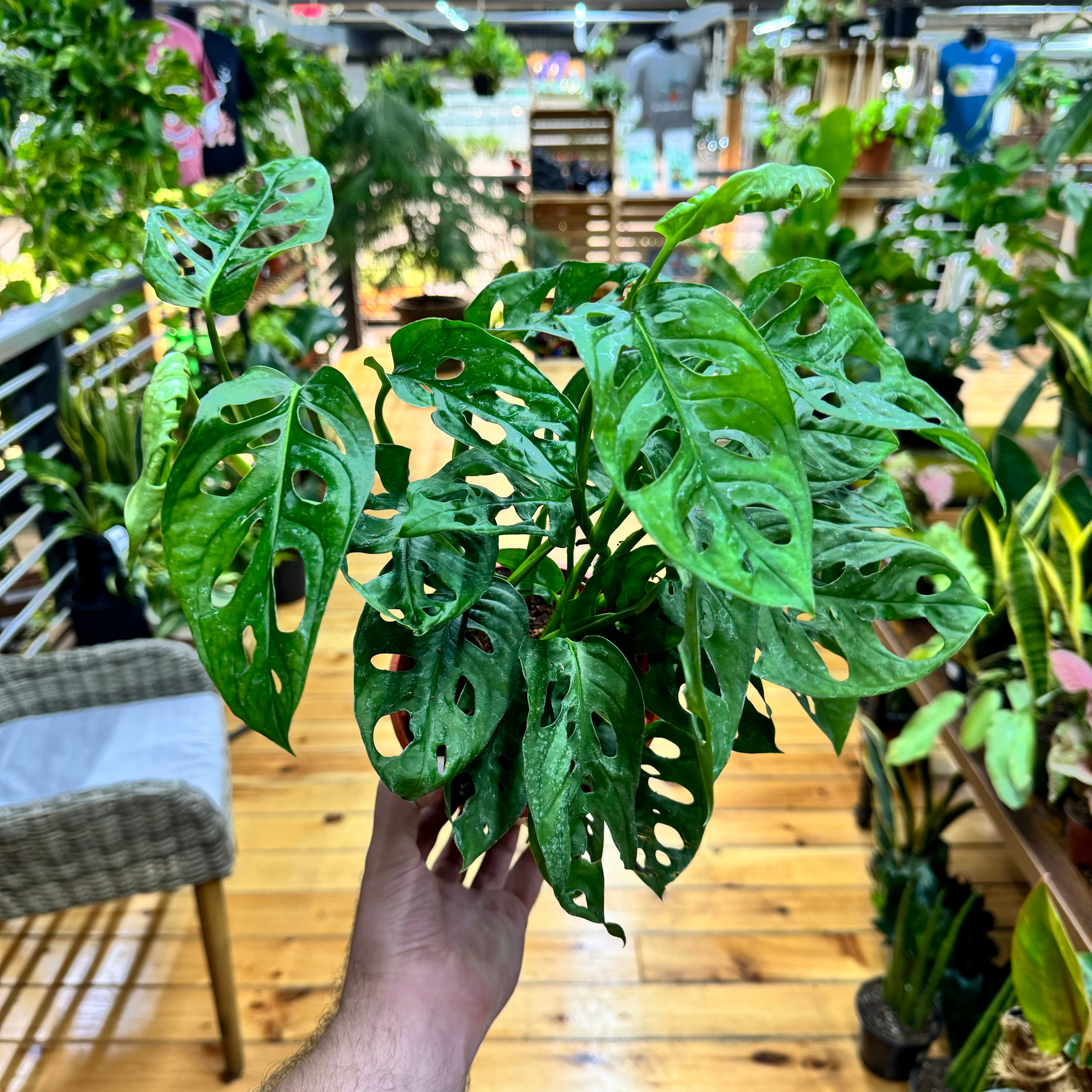 Monstera Swiss Cheese