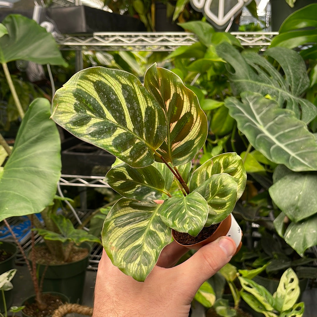 Calathea Makoyana