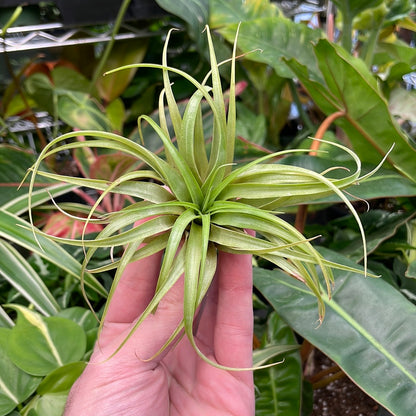 Brachycaulos Select Air Plant