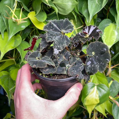 Begonia Dark Purple Velvet