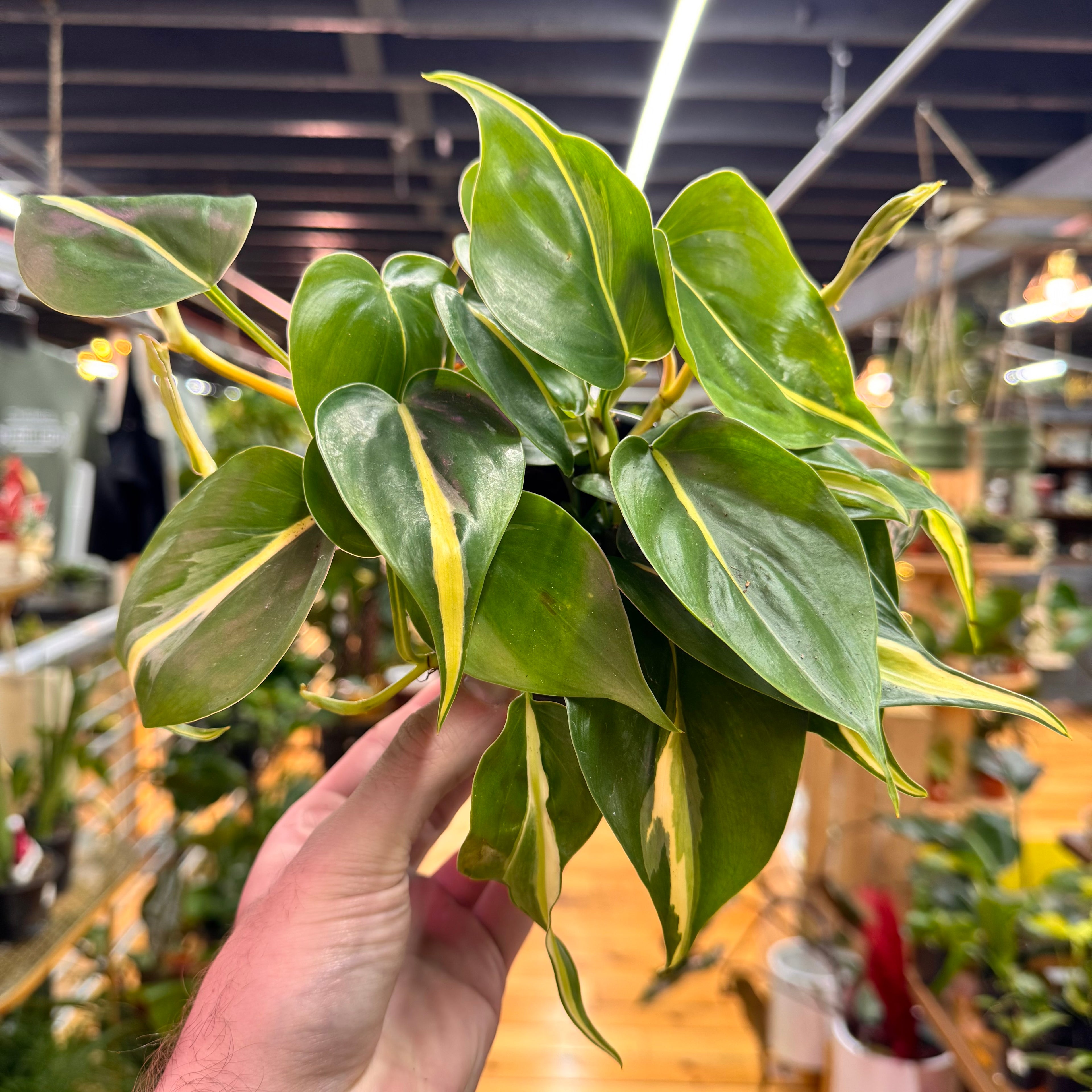 Philodendron Silver Stripe