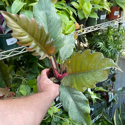 Philodendron Choco Empress