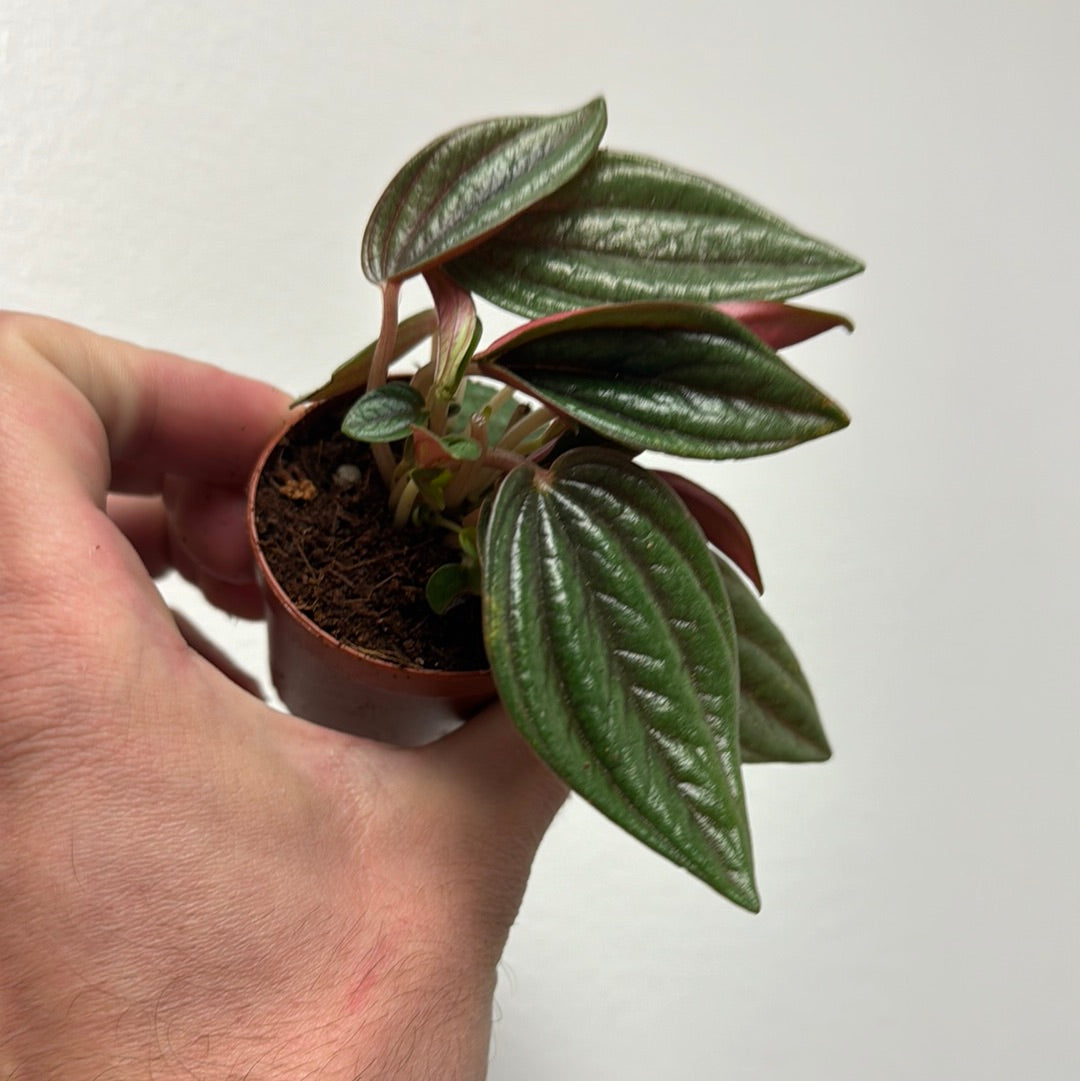 Peperomia Rosso