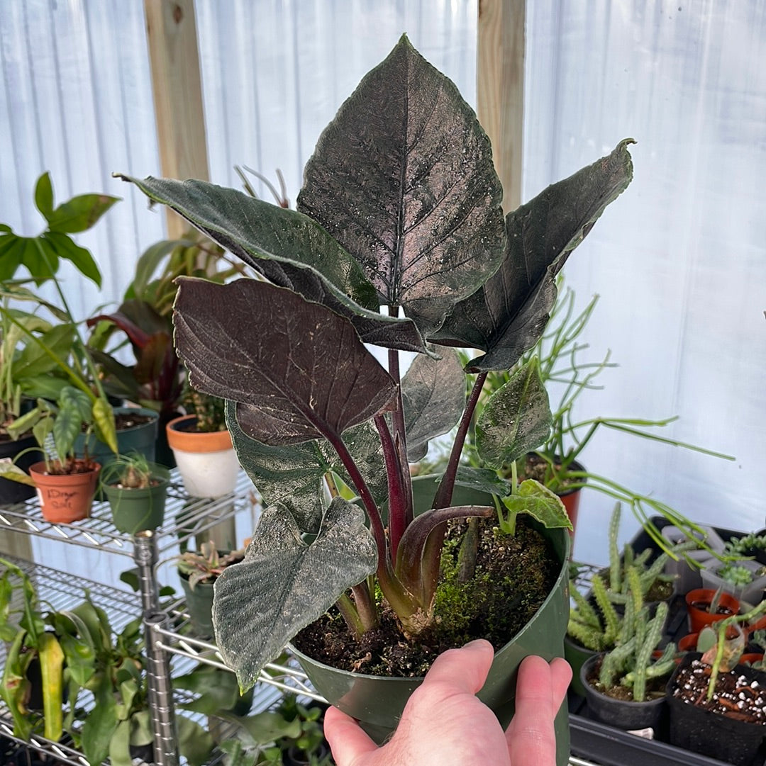 Alocasia Chienlii Antoro Velvet