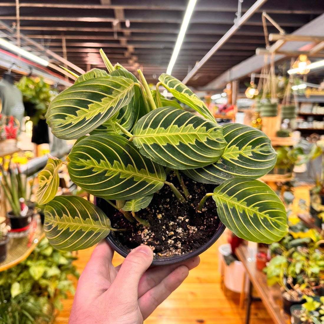 Maranta Lemon Lime