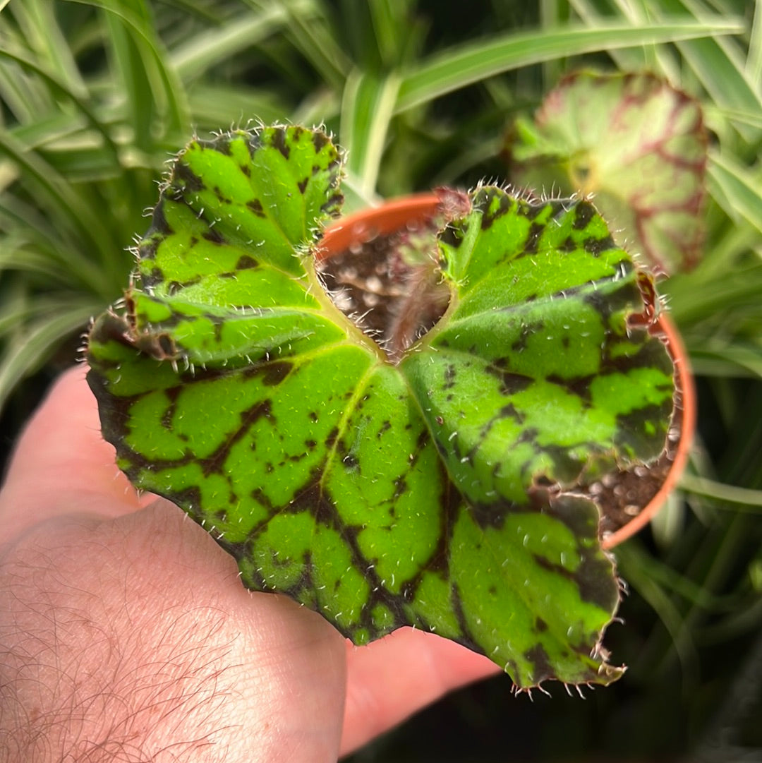 Begonia Smiling Tiger