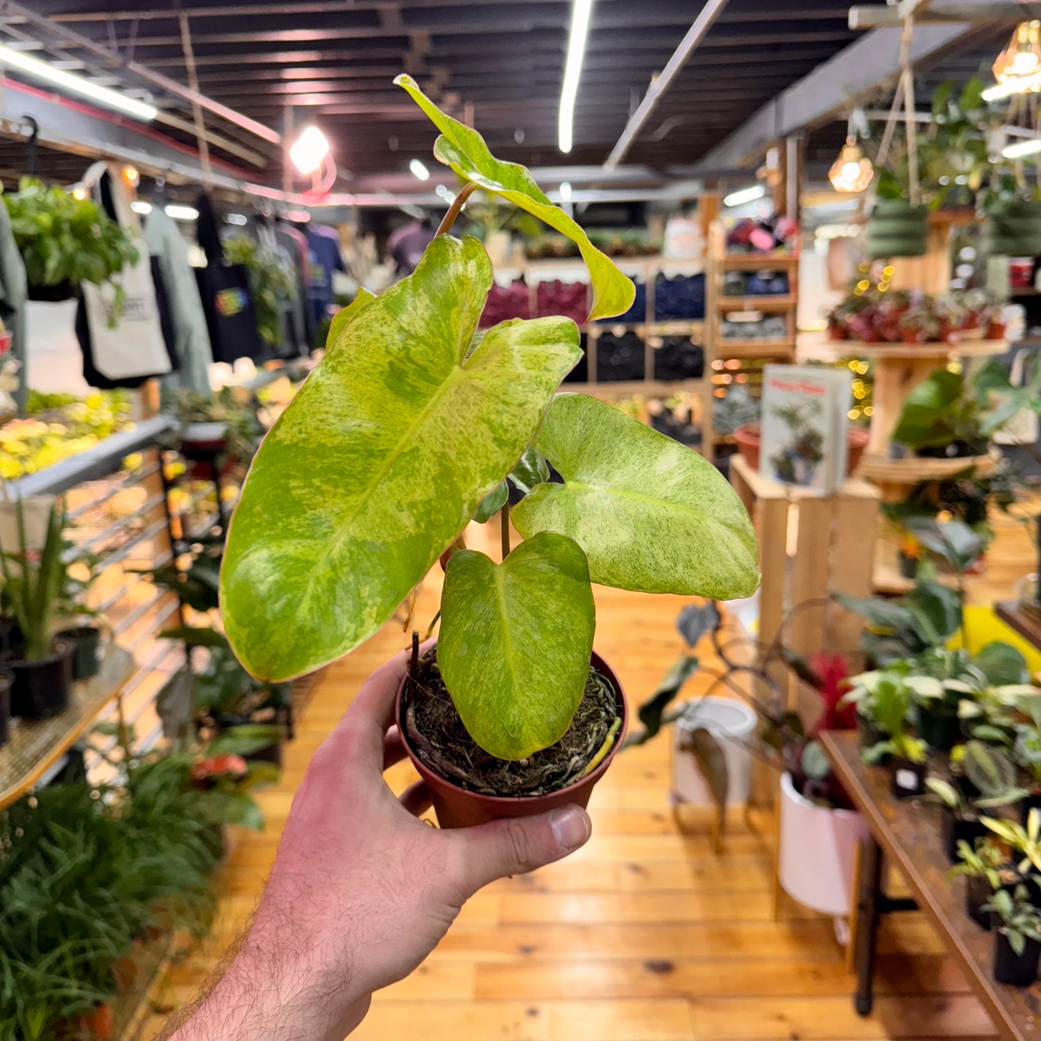 Philodendron Paraiso Verde