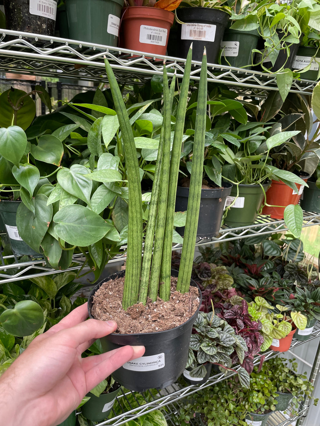 Sansevieria Cylindrica