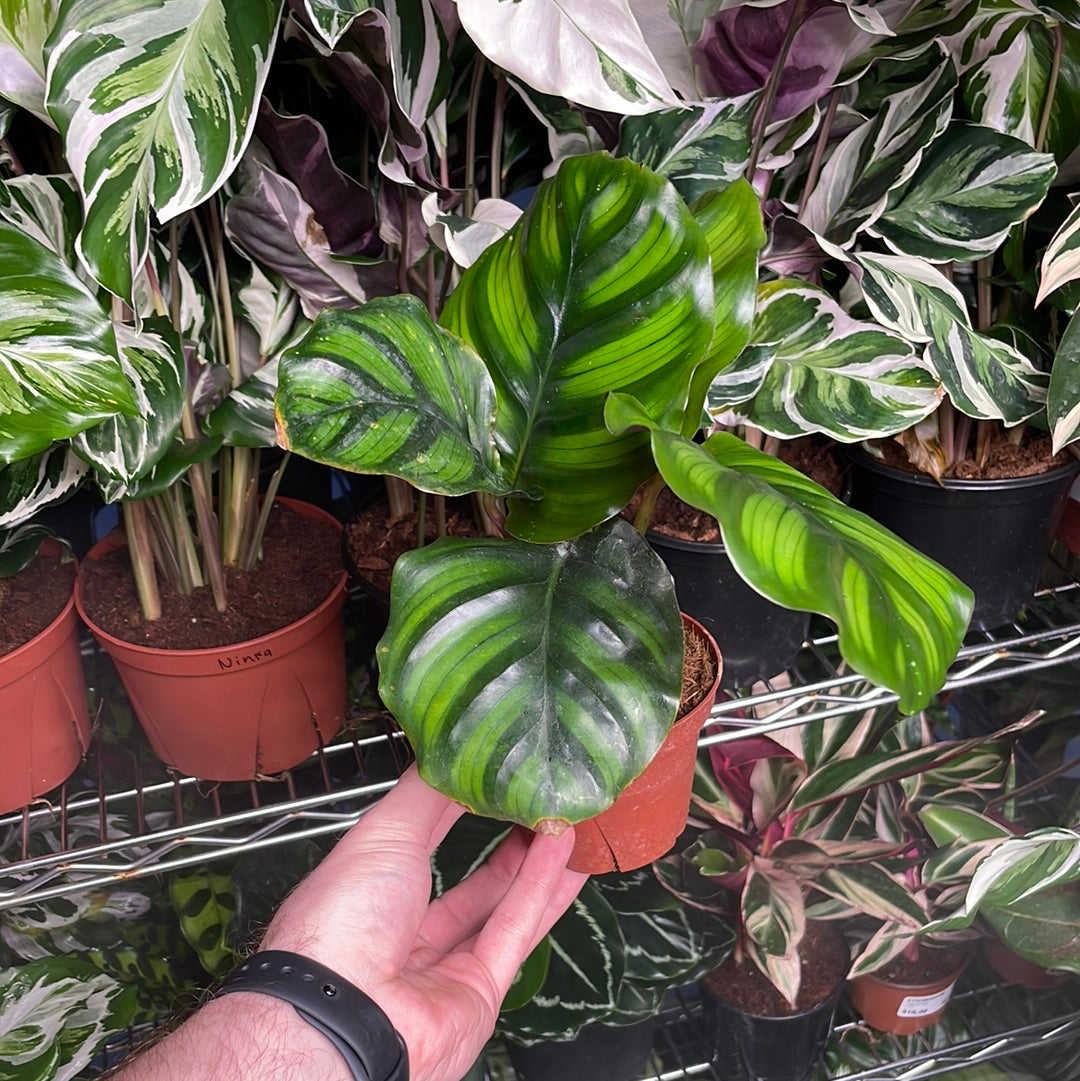 Calathea Fasciata