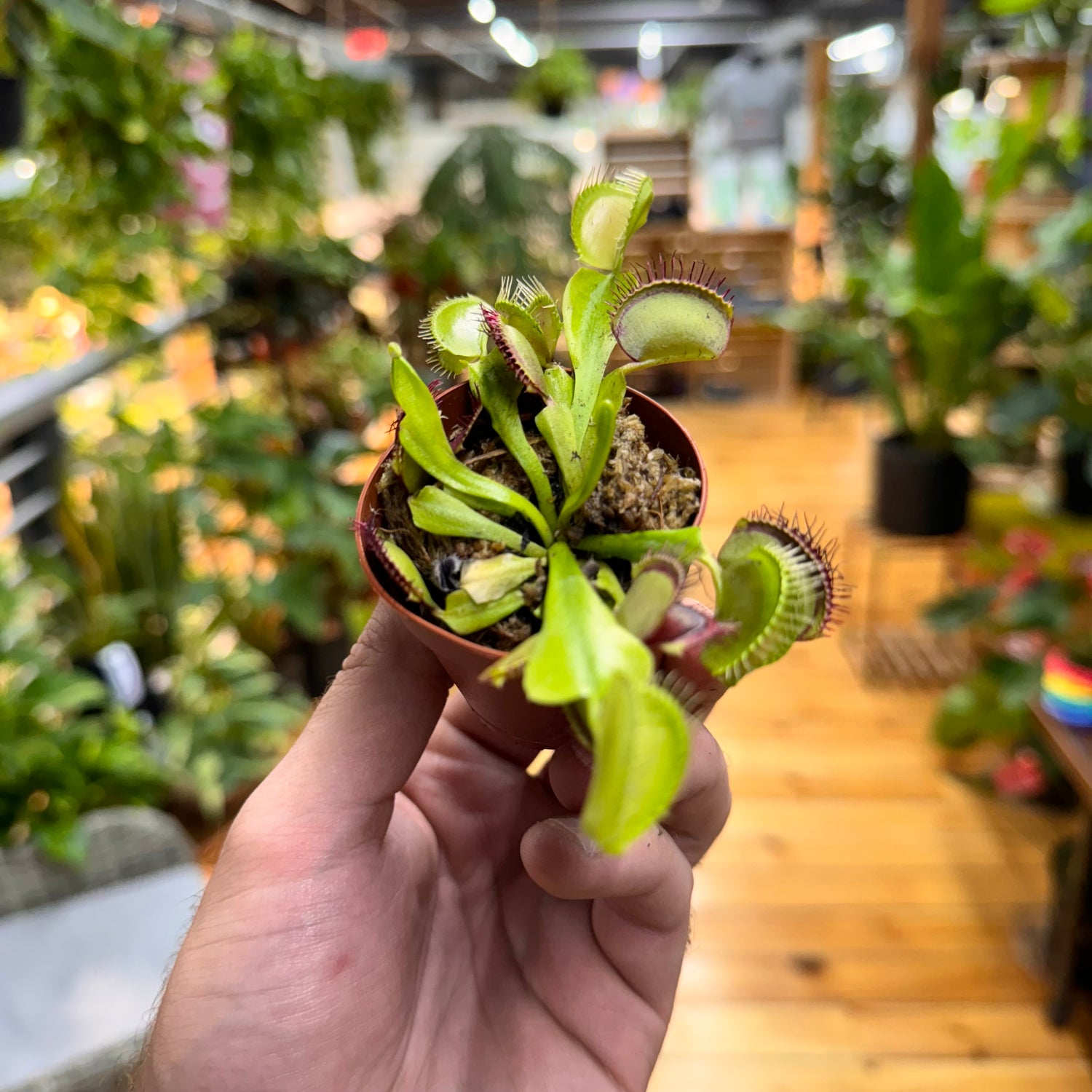 Venus Fly Trap