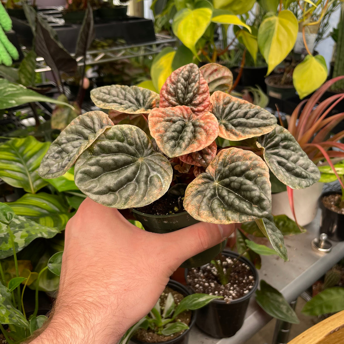 Peperomia Abricos