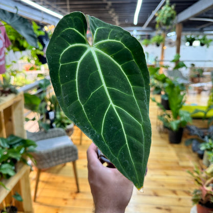 Anthurium Besseae aff