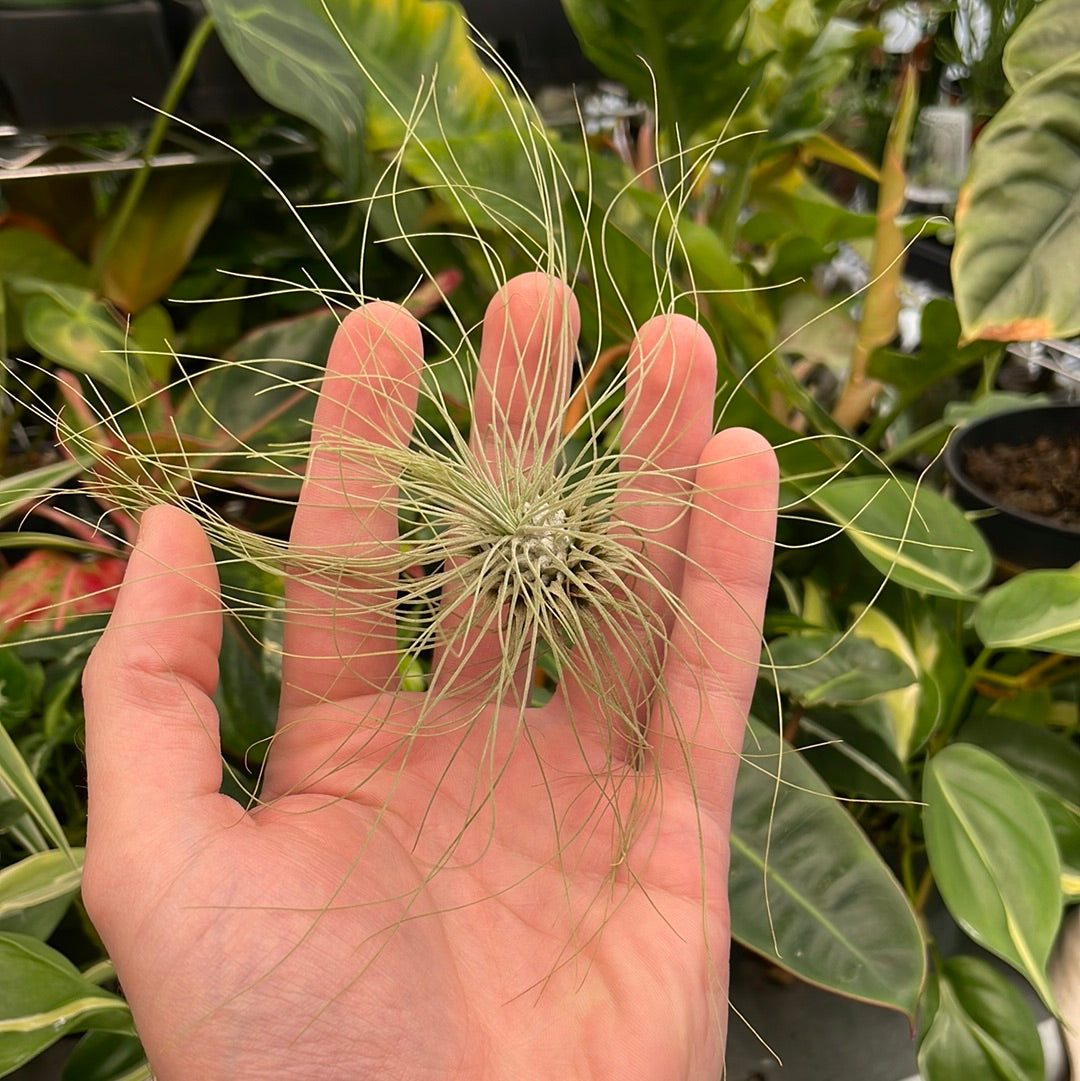 Fuchsii Air Plant