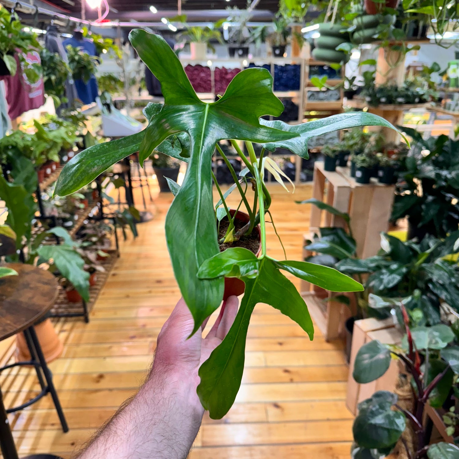 Philodendron Glad Hands