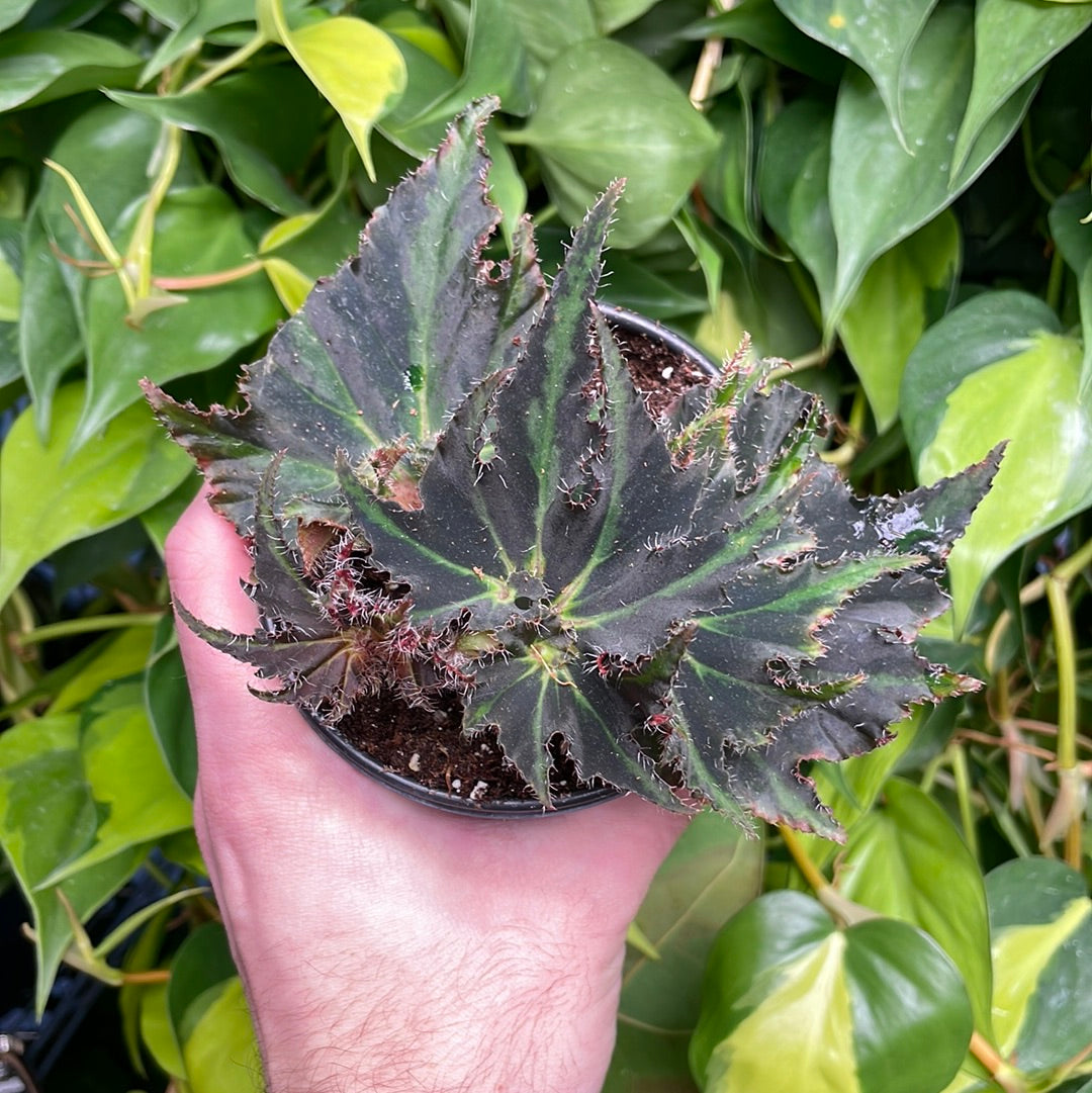 Begonia Comores